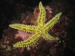 ECH015 Marthasterias Glacialis (Etoile de mer glaciaire).jpg